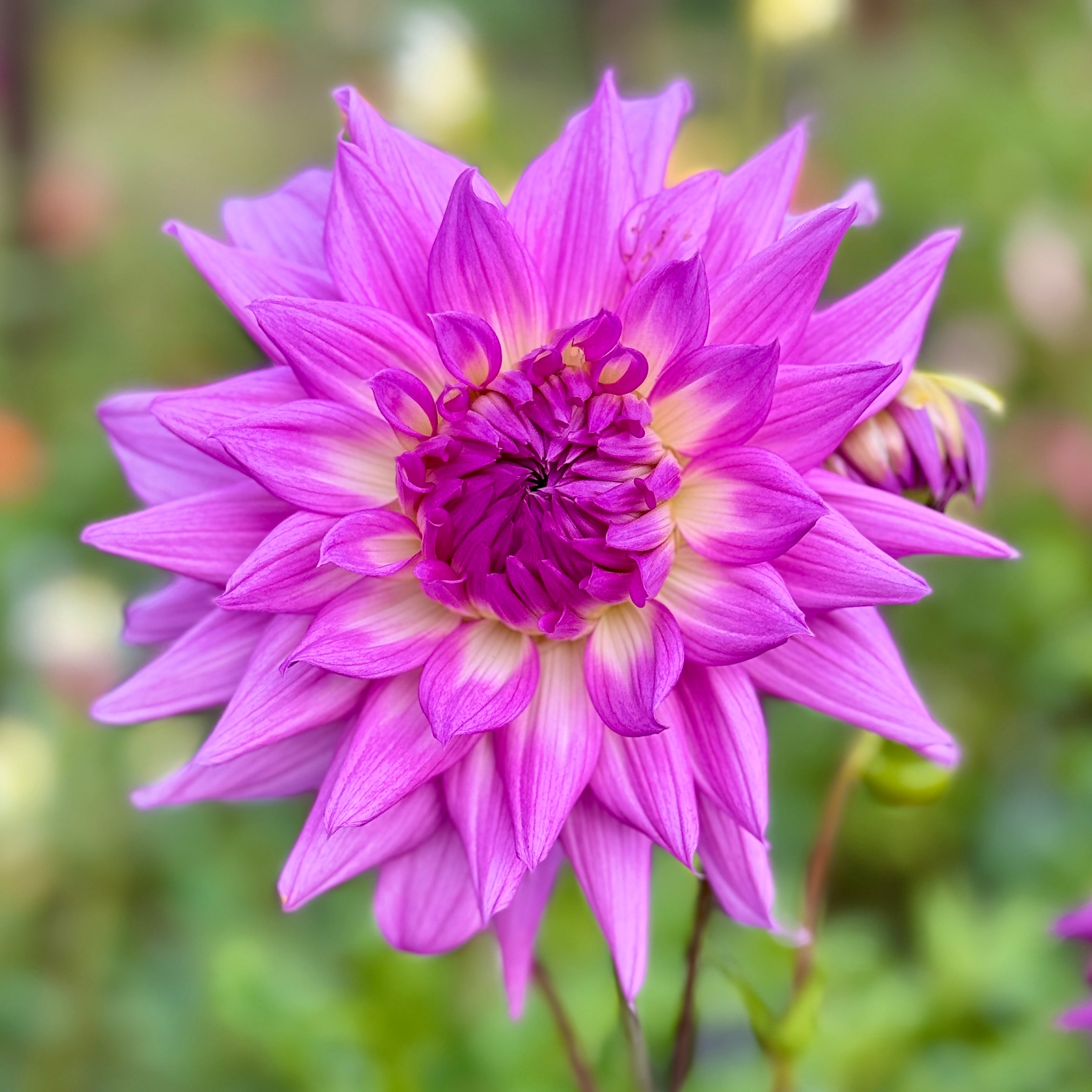 Formby Karon Southern Highlands Flower Farm formby-karon-southern-highlands-flower-farm