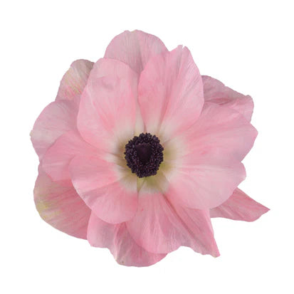 Italian Anemone 'Mistral Rosa Chiaro' - SEEDLING