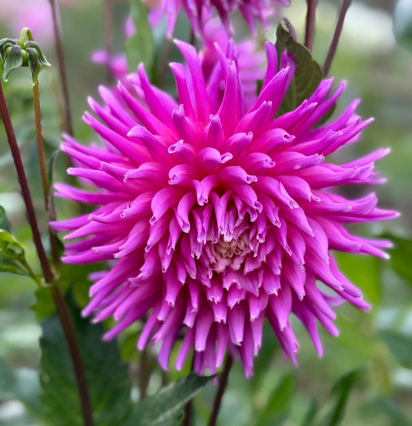 Lavender Frills (N/A)