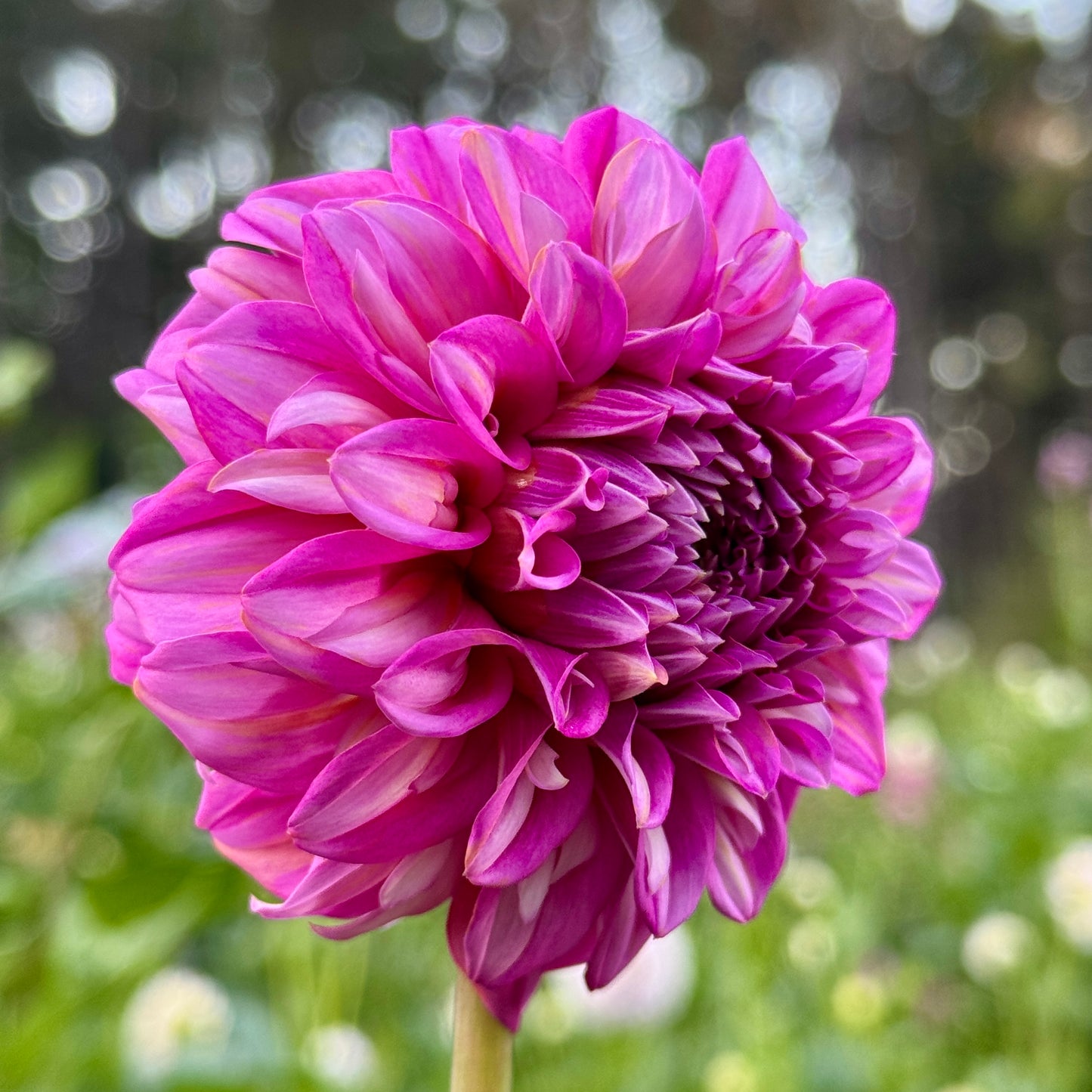 Lileah Pink Petticoats