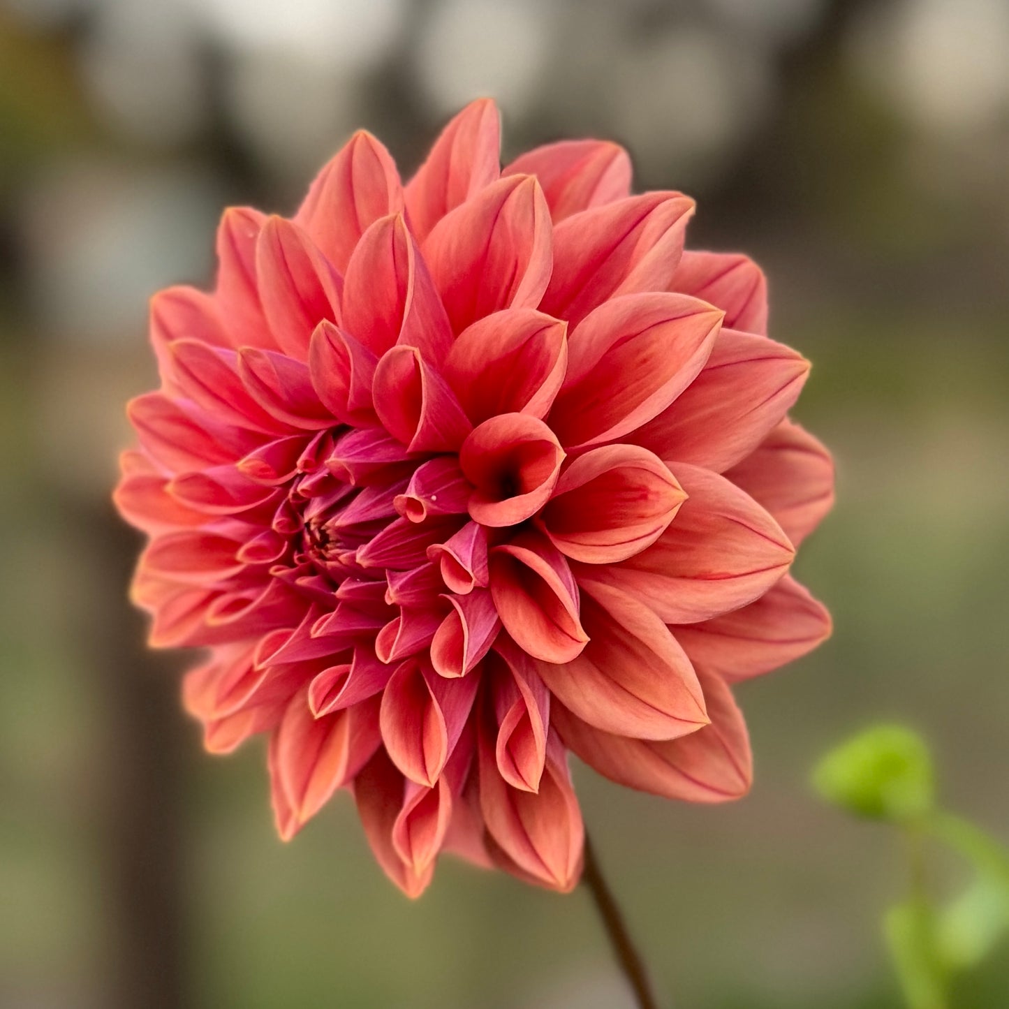 Lileah Russet Rose