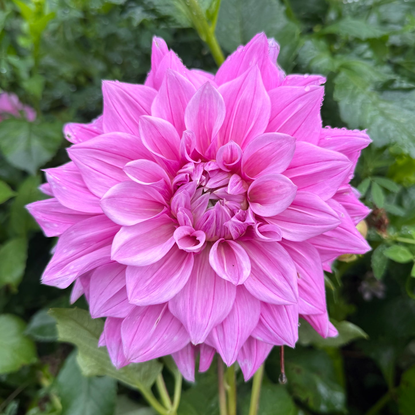 Sport of Samoan Prince