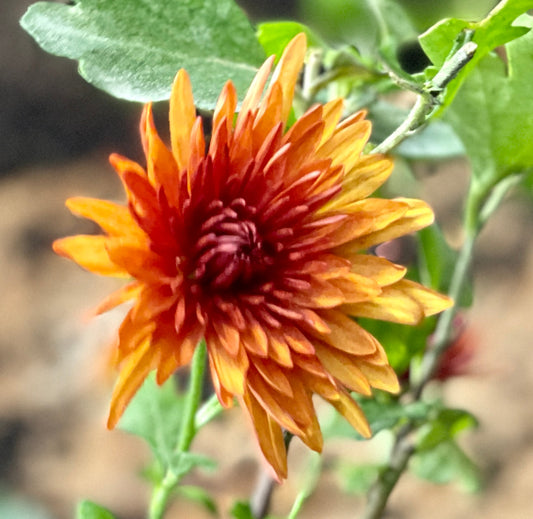 Heirloom Chrysanthemum - ANTIQUE COPPER