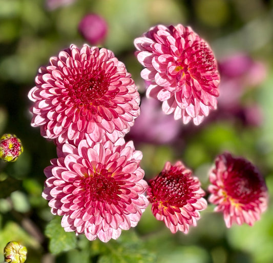 Heirloom Chrysanthemum - CHERRY RIPE