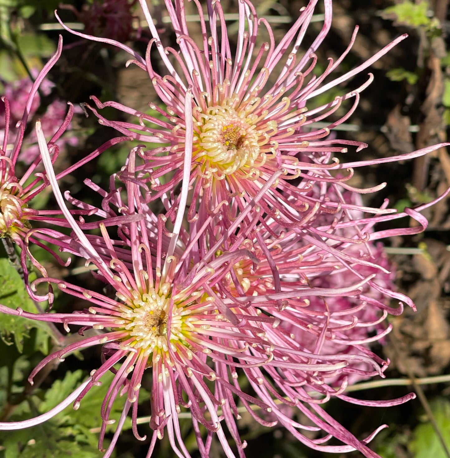 Chrysanthemum - FLEUR DE LYS