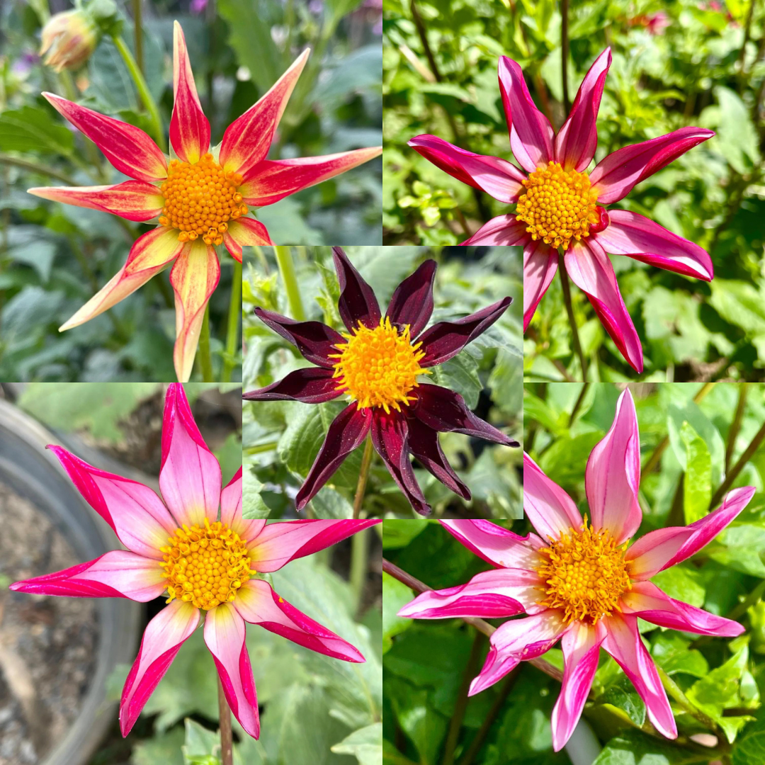 Dahlia Seeds - Orchid Mix