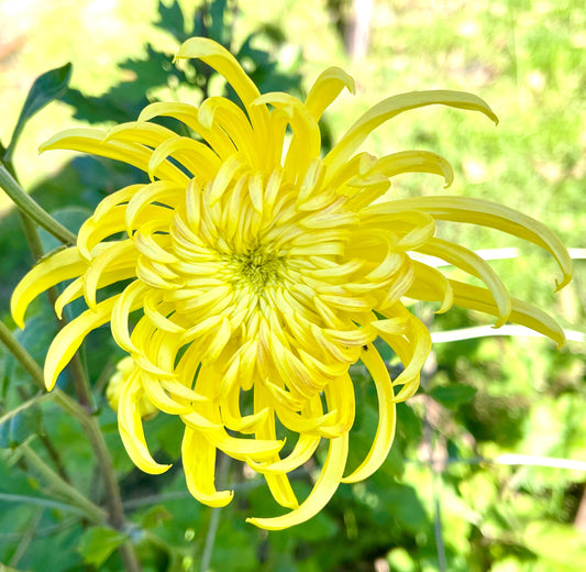 Heirloom Chrysanthemum - KINGS PLEASURE