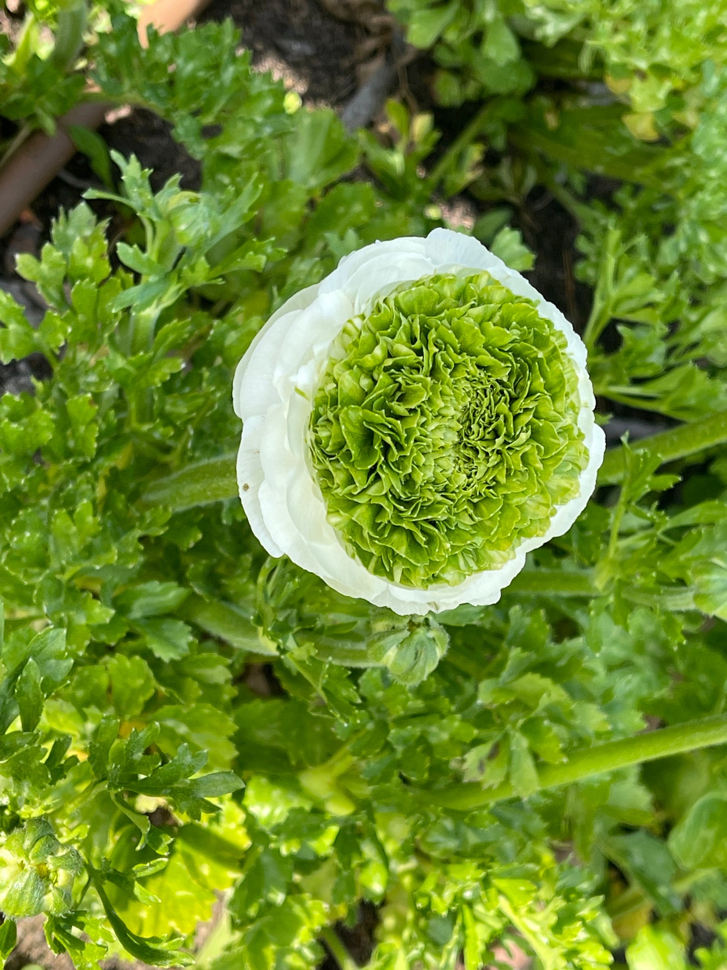 Italian Ranunculus 'Elegance Bianco Festival' - SEEDLING PACKAGE
