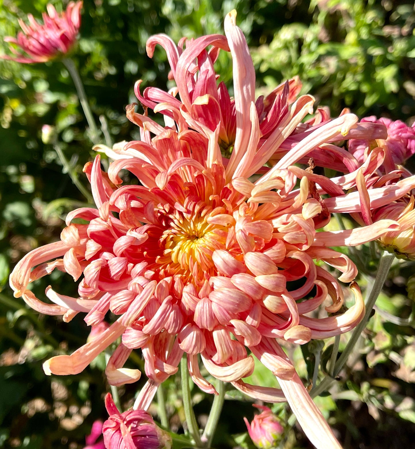 Chrysanthemum - KOKKA EBINO