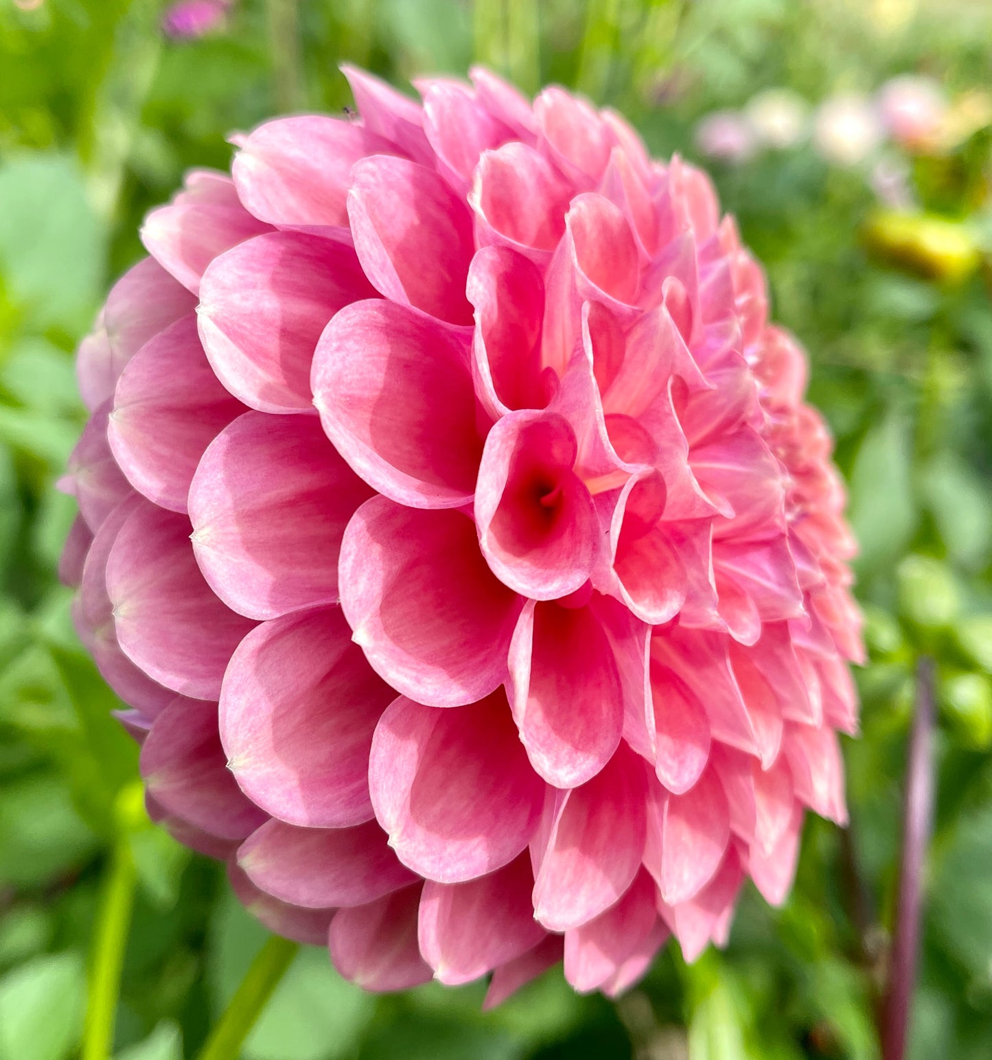 Sport of Glenmarc Sophie