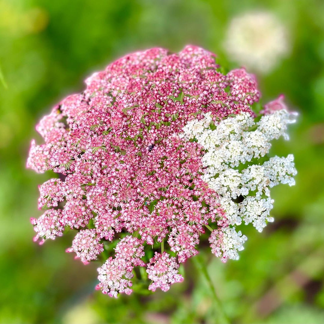 Lace ‘Chocolate Dara' - 100 SEEDS