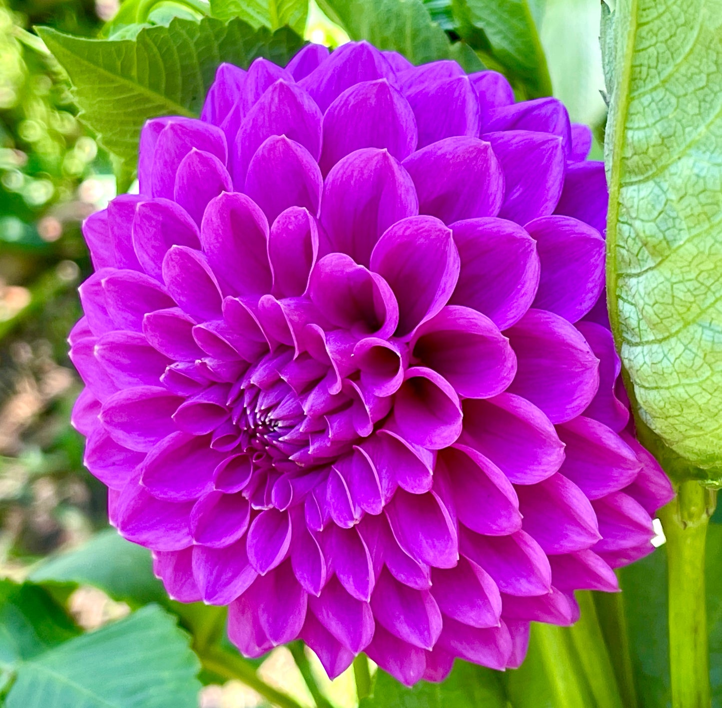 Winkie Centenary (N/A)