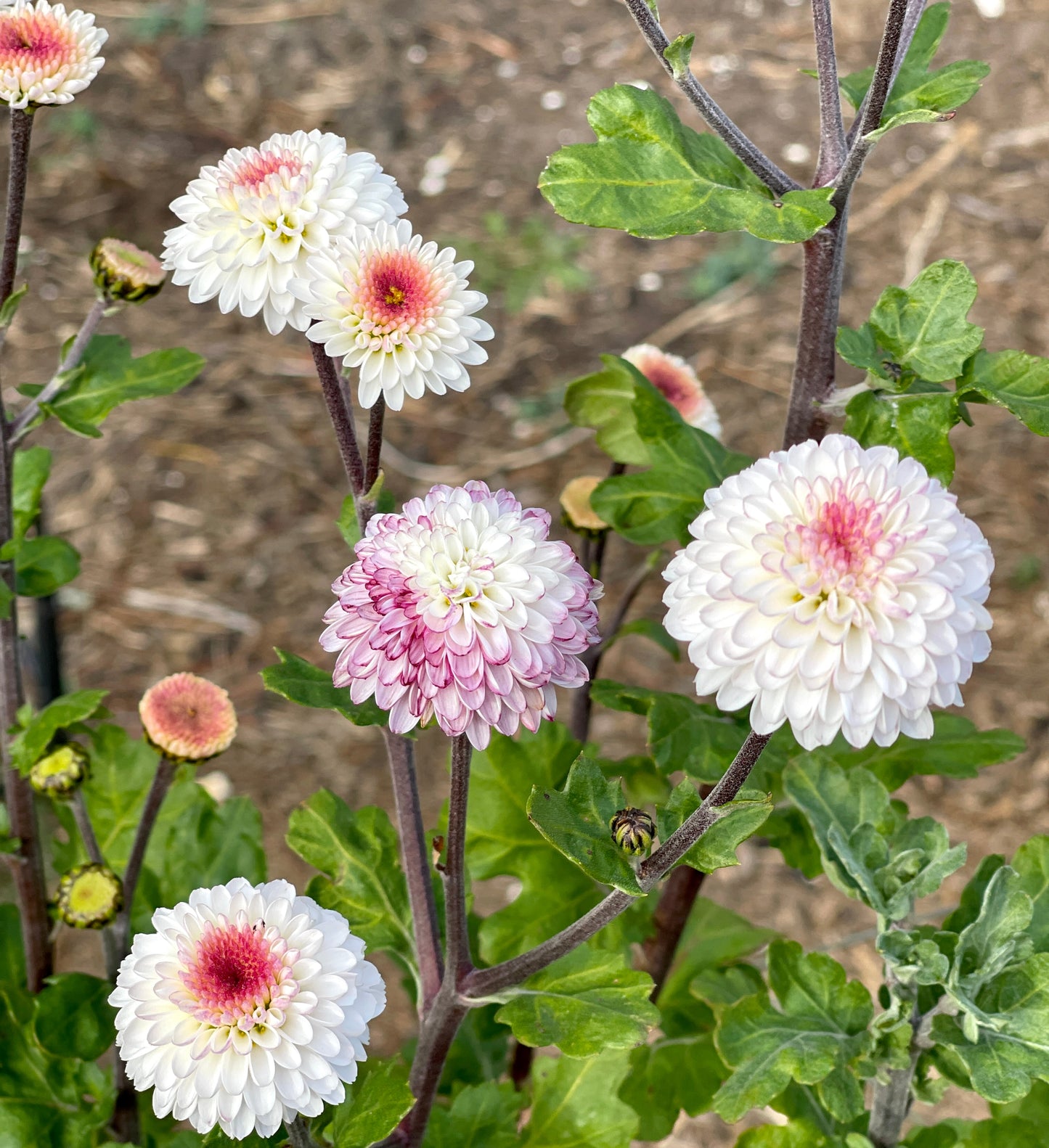 Chrysanthemum - FALLS PRINCESS