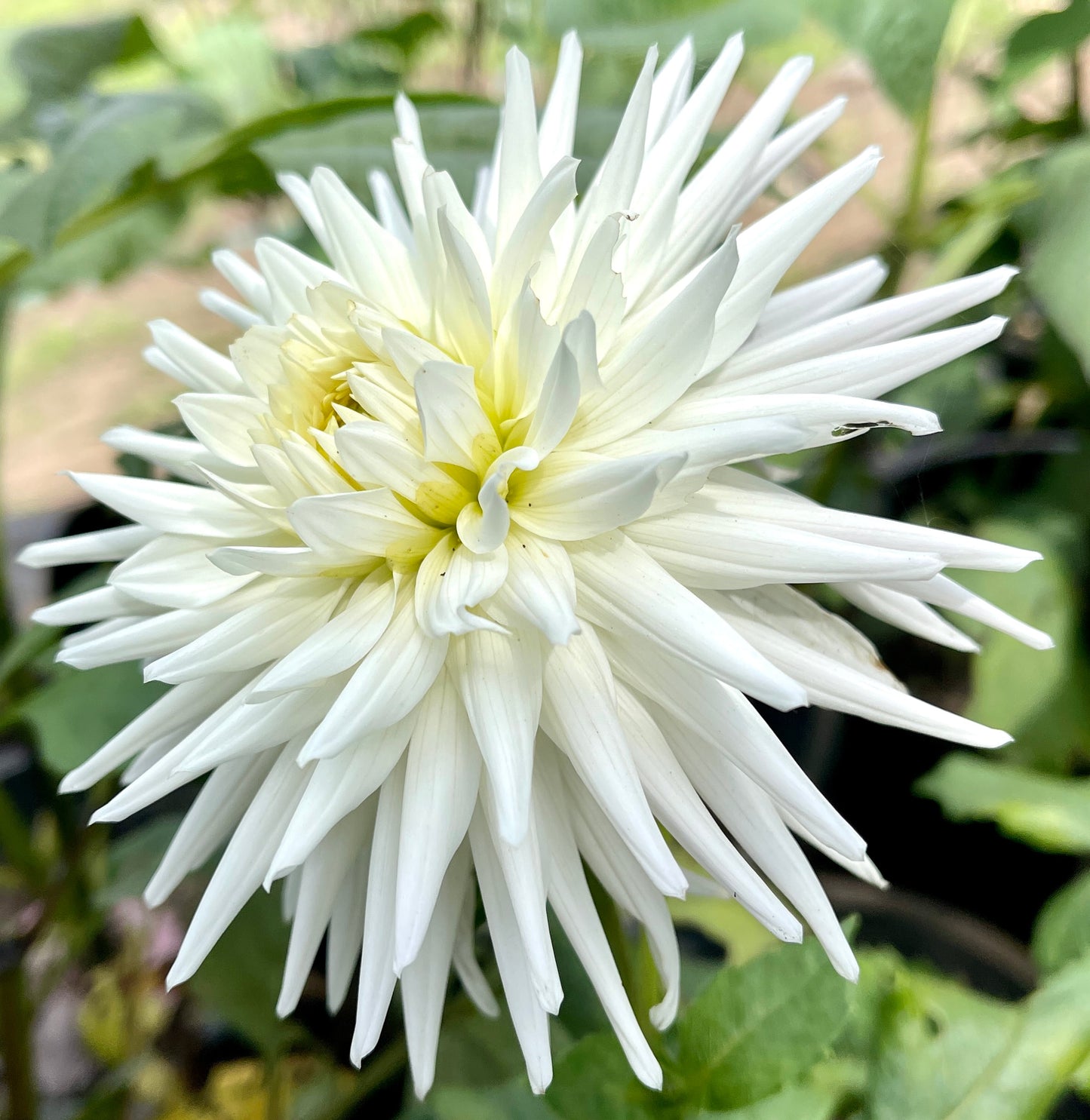 Devon Citation (N/A)