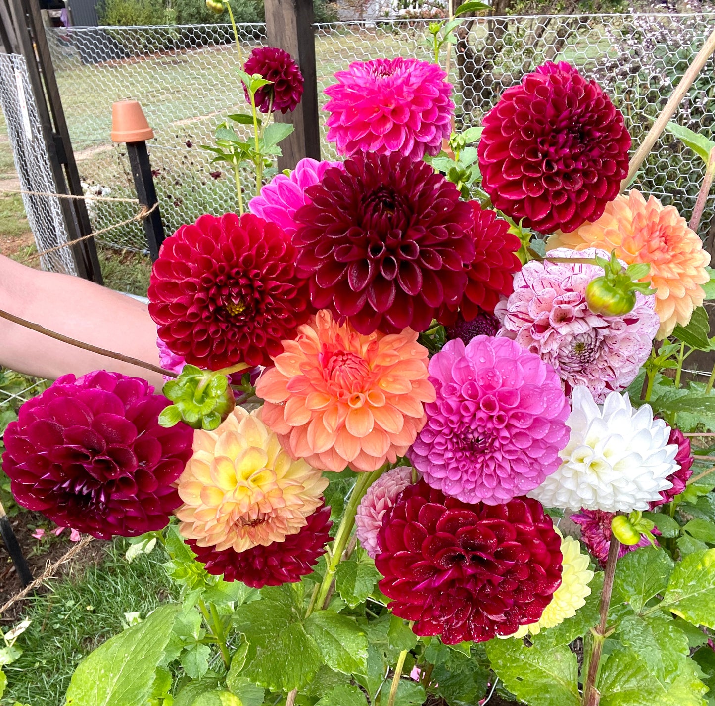 Dahlia Seeds - Ball Mix
