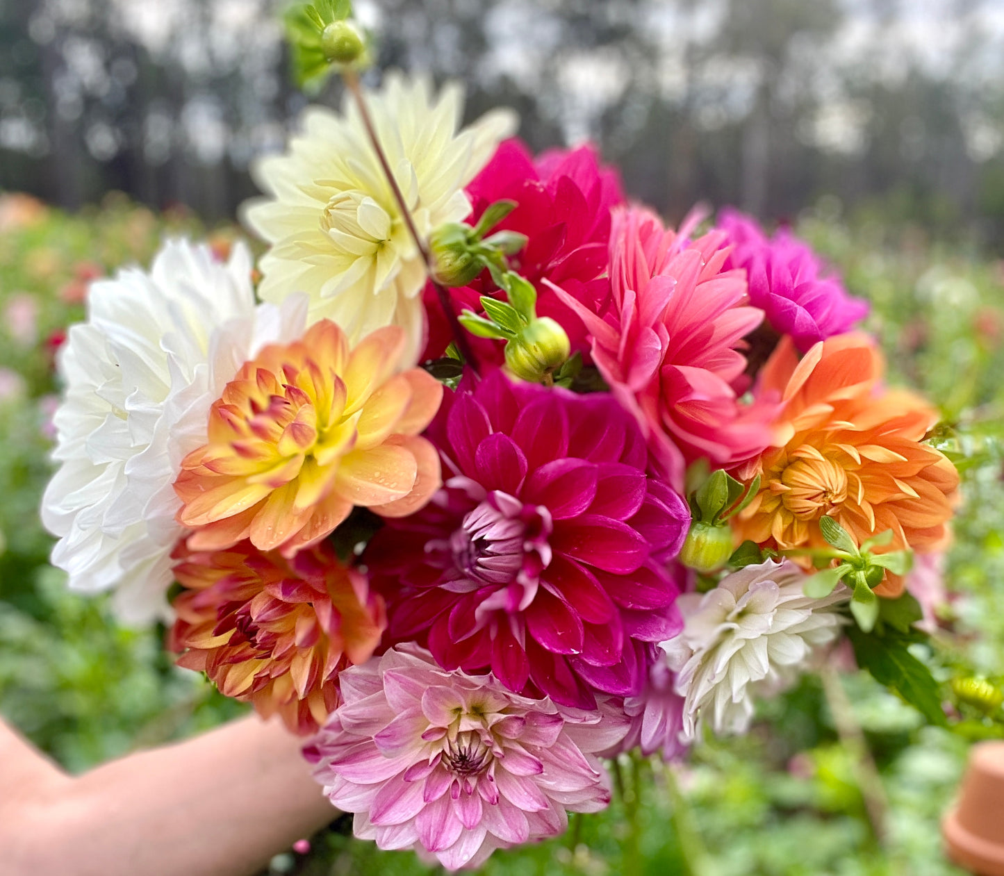 Dahlia Seeds - Water Lily Mix