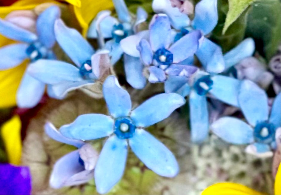 Tweedia ‘Pint Double Mix Blue’ Seeds