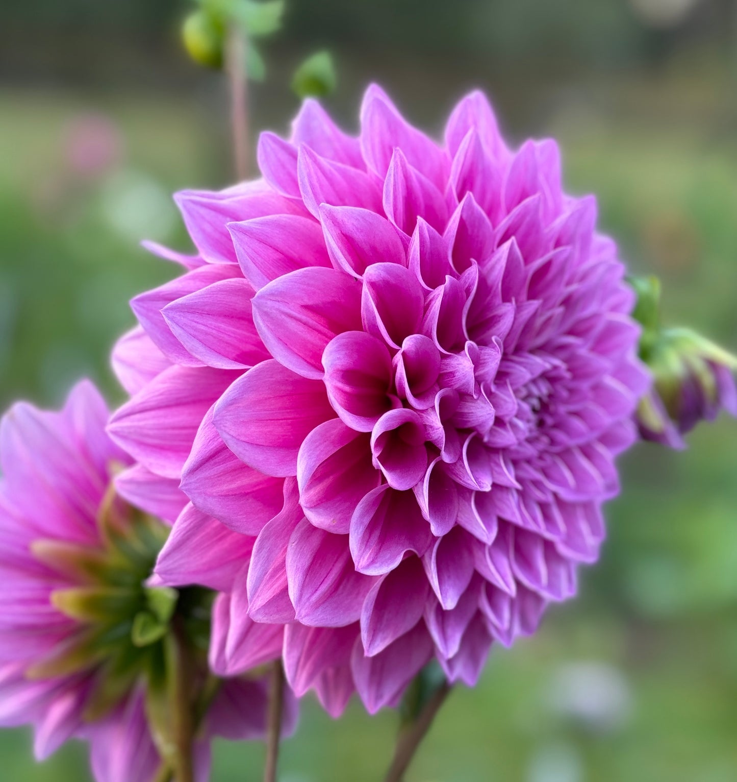 Angie's Fuchsia (N/A)