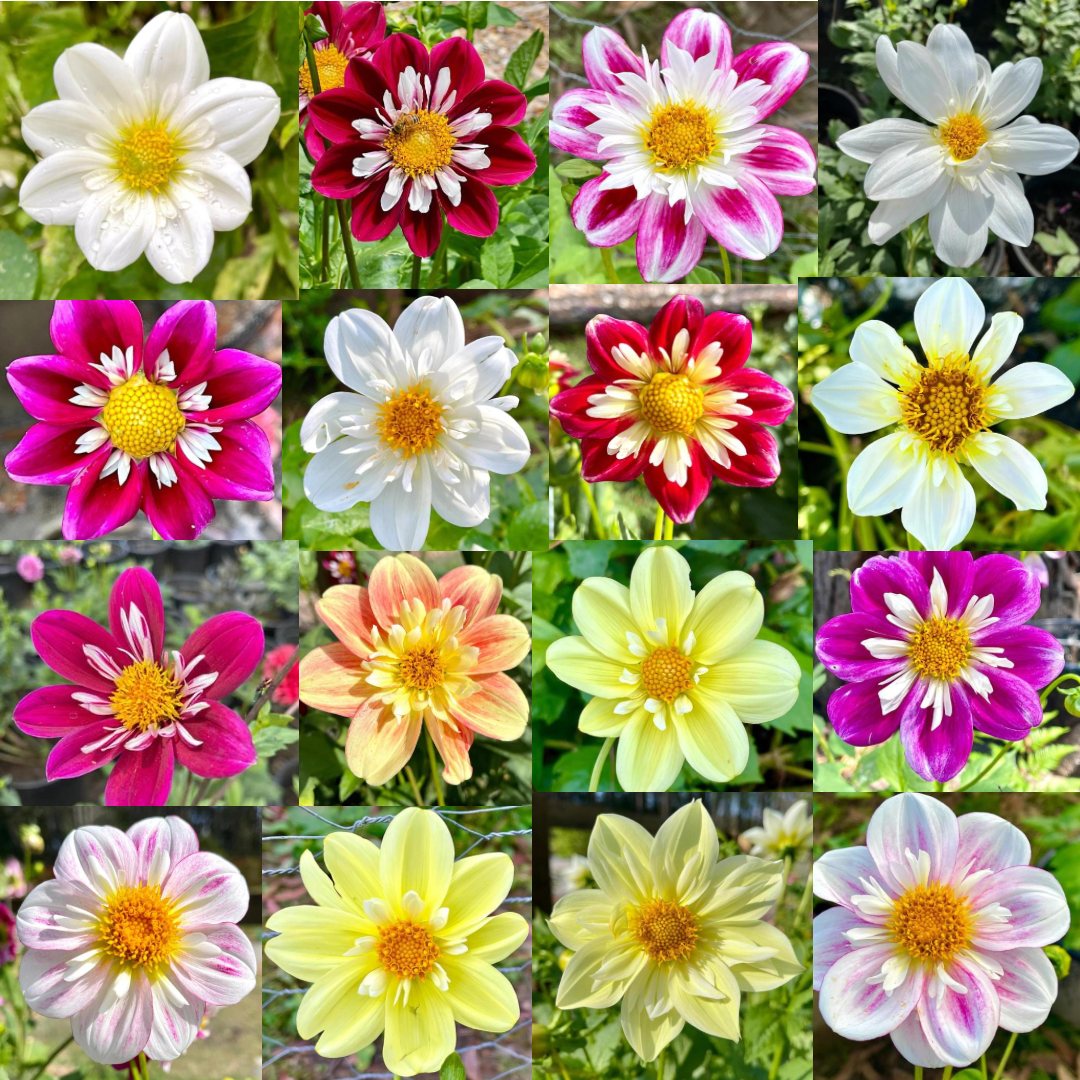 Dahlia Seeds - Collarette Mix