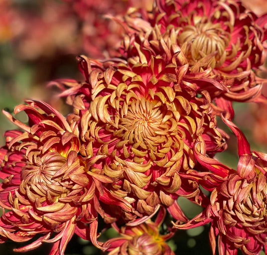 Heirloom Chrysanthemum - SEATON'S ROBE RED