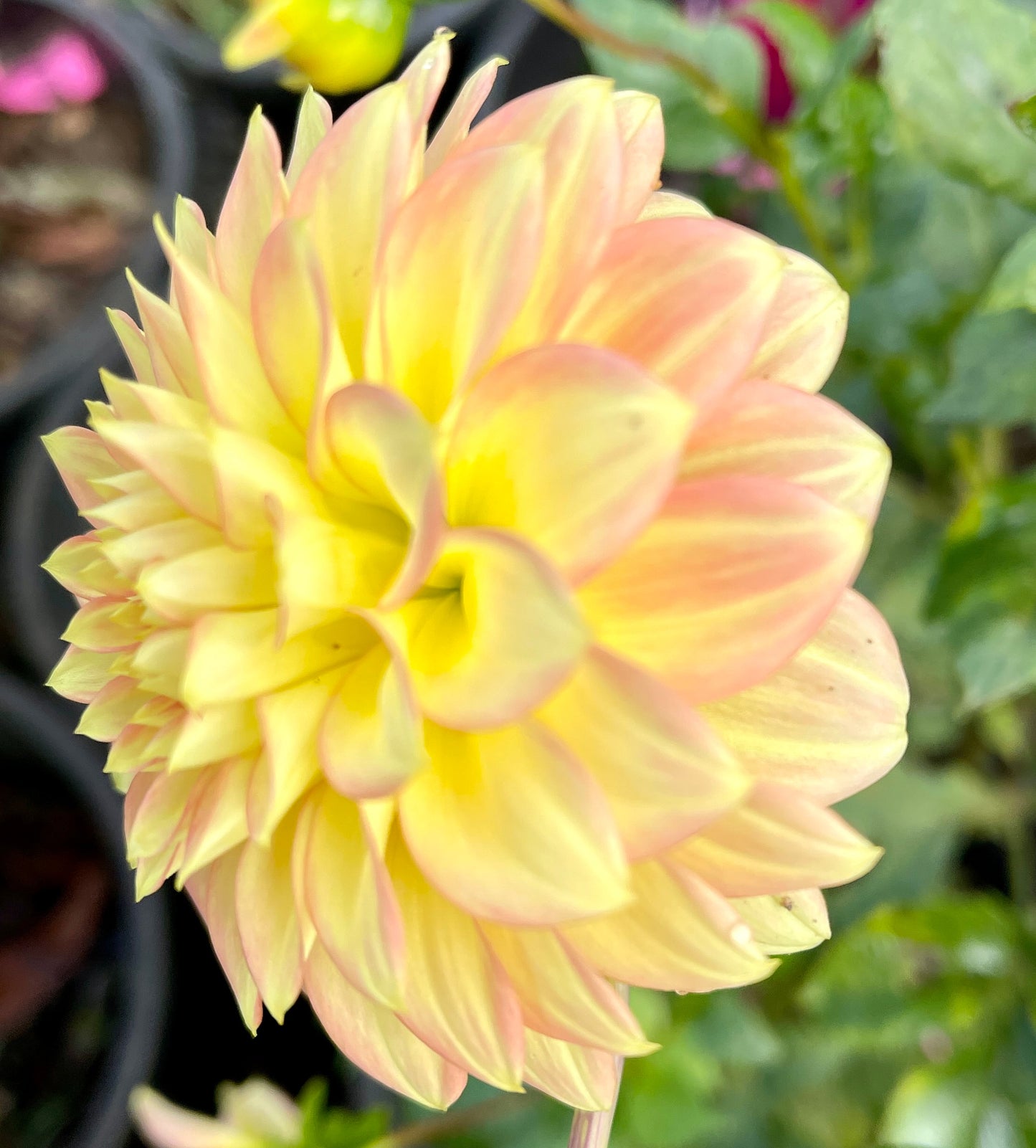 Coorabell Sally (N/A)