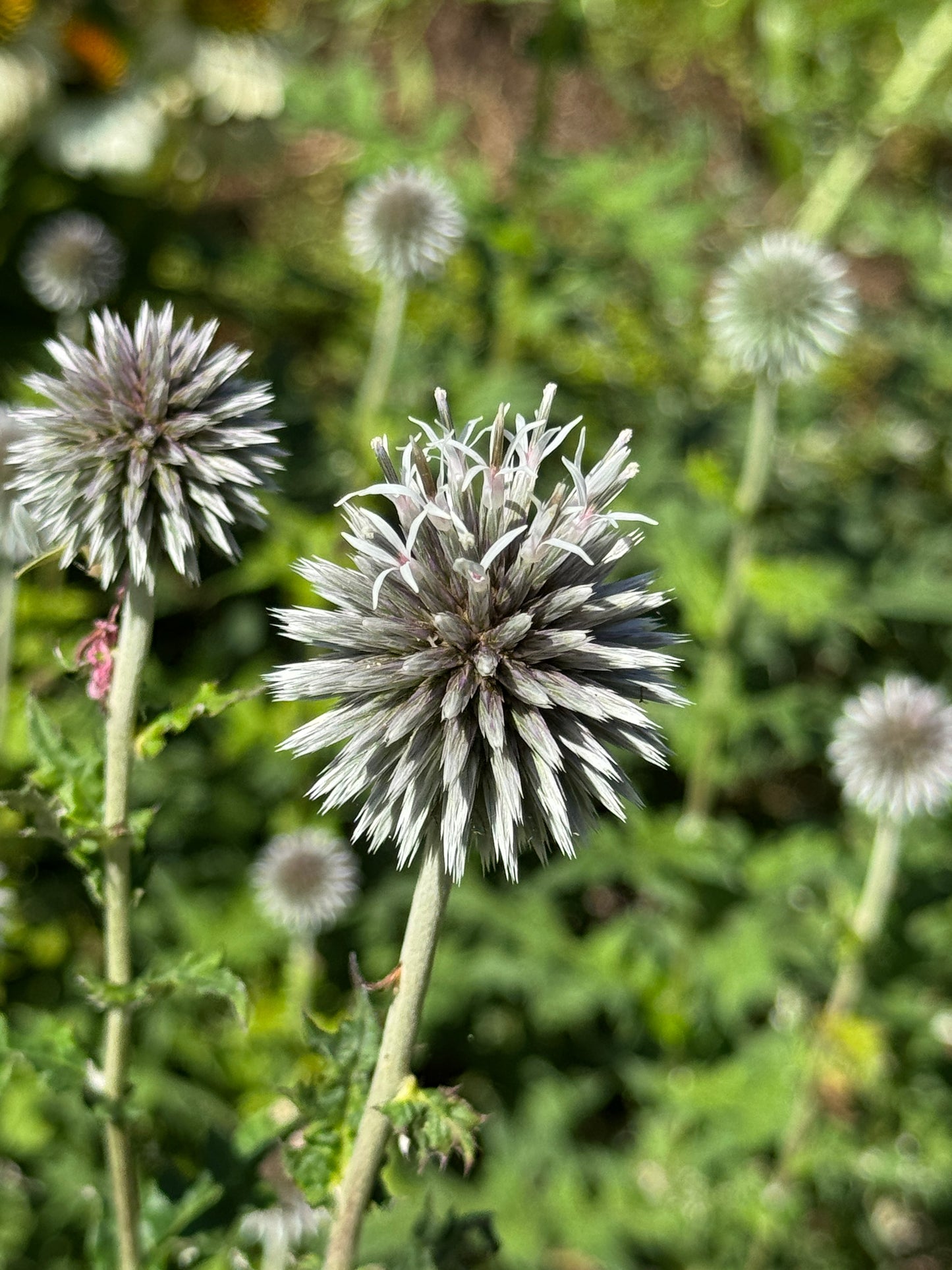 Echinops ‘Star Frost’ Seeds