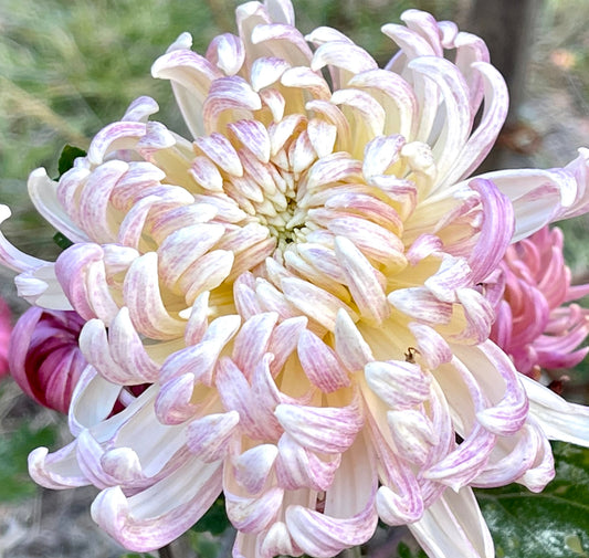 Heirloom Chrysanthemum - MOUNT DIABLO