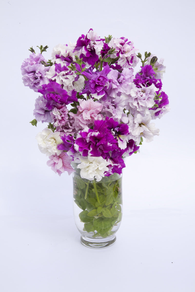 Italian Petunia 'Allegra Mix' - 25 SEEDS (PRE-ORDER)