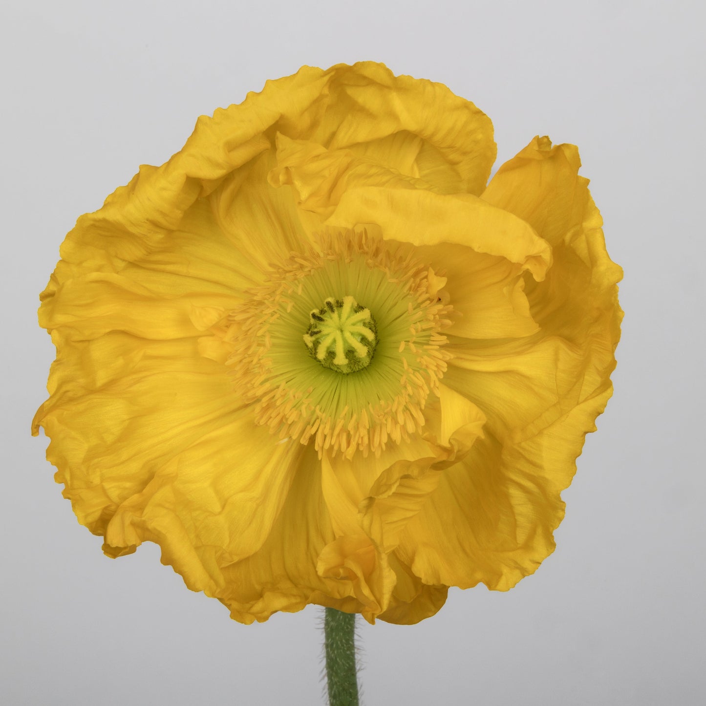 Italian Poppy 'Colibri Giallo’ - 25 SEEDS
