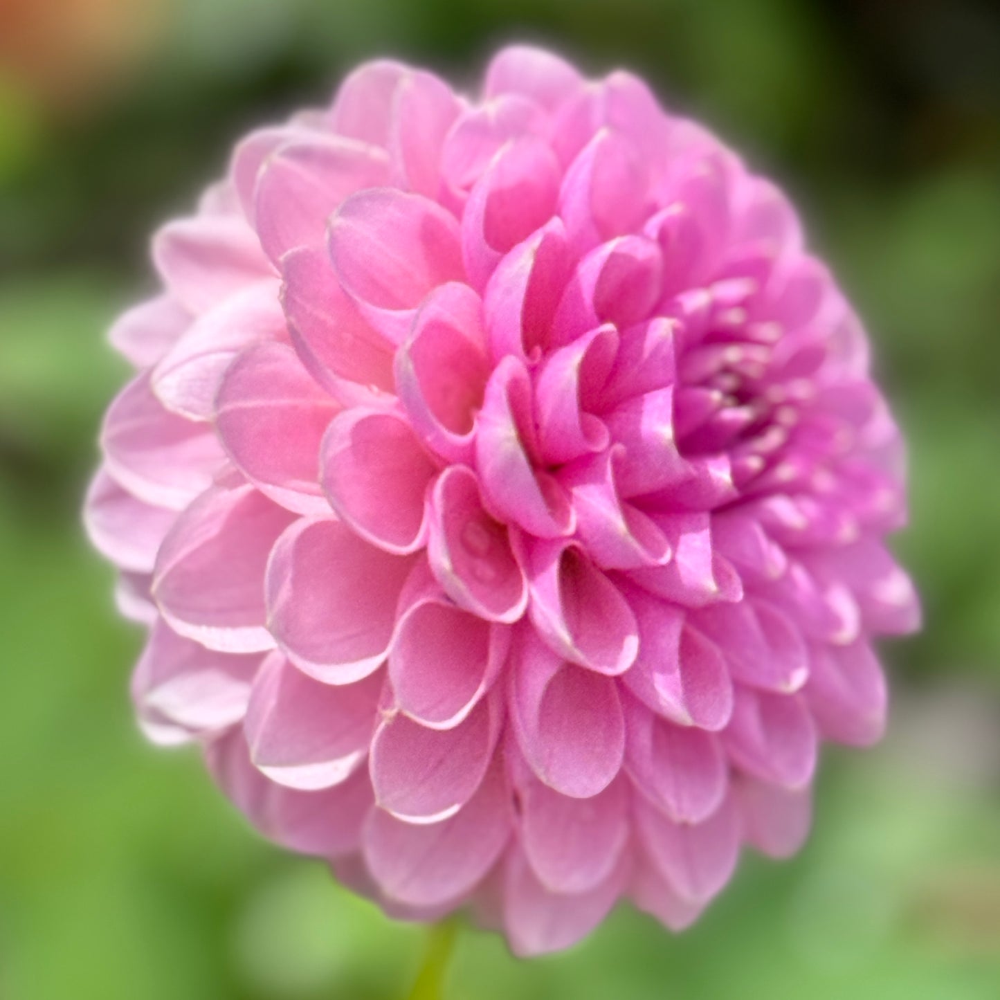 Trevallyn Pink Lady