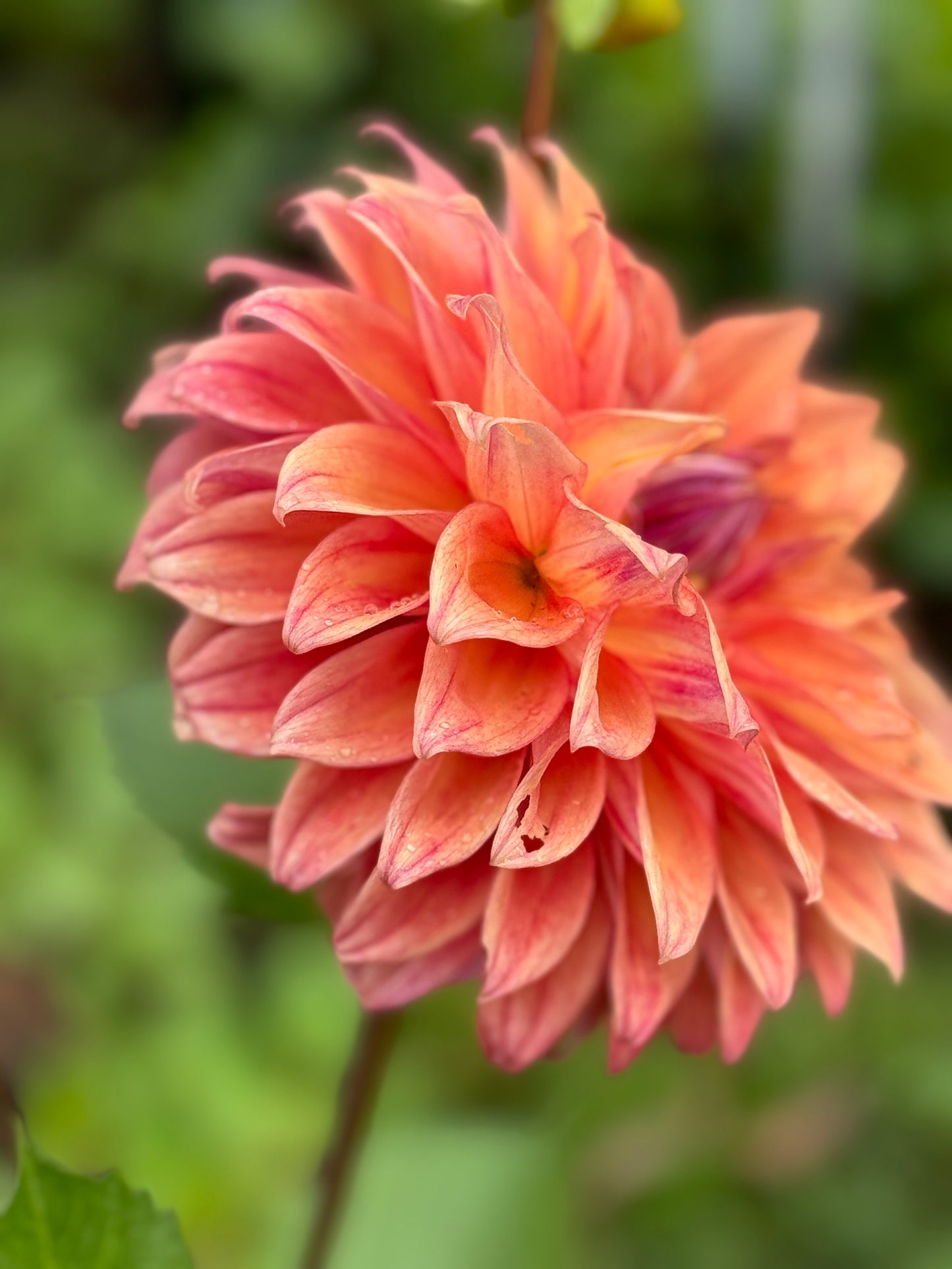 Winkie Horseshoe (N/A)