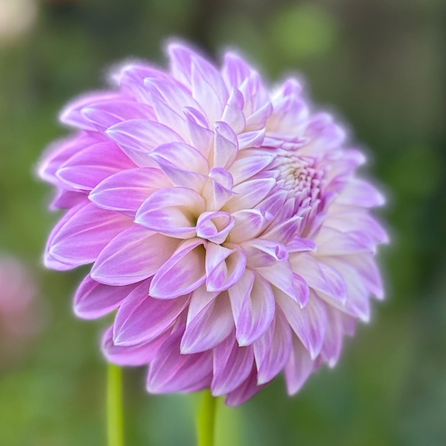 Warraview Leanne (N/A)