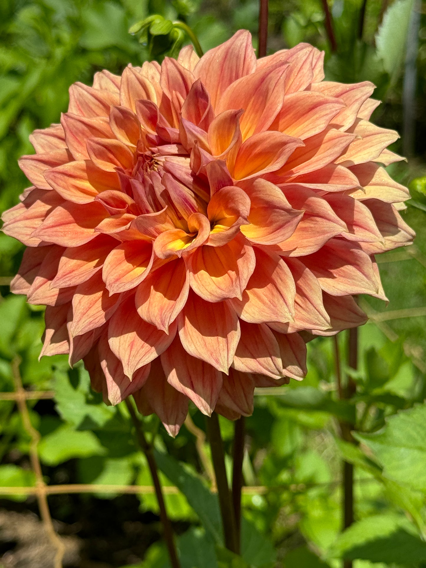 Winkie Cinnamon (N/A)