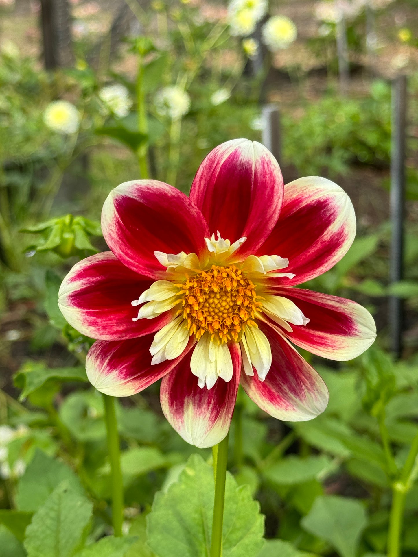 Winkie Satsuma (N/A)