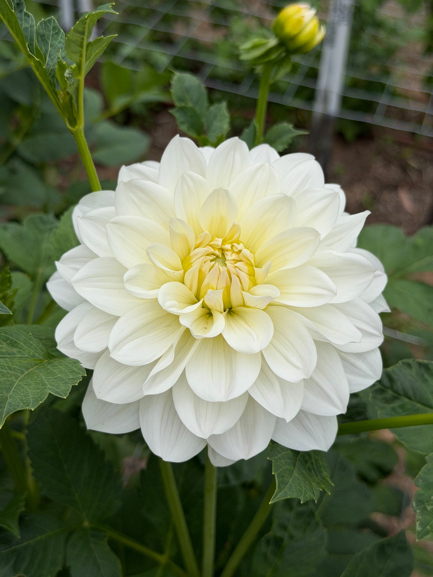 E. Seedling 18