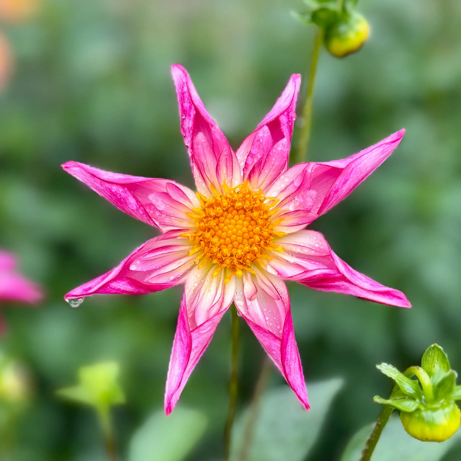 Dahlia Tubers Southern Highlands Flower Farm Dahlia tubers southern highlands flower farm