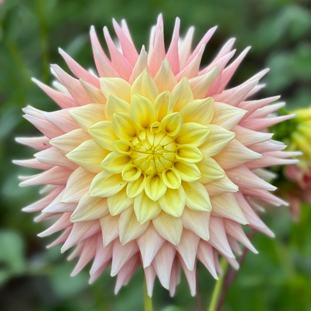 Dahlias – Southern Highlands Flower Farm