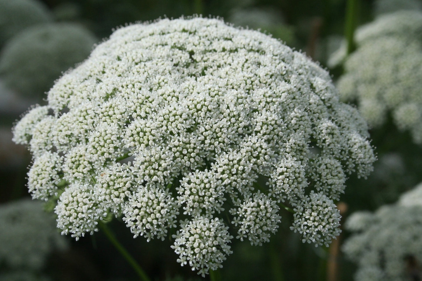 Lace 'Ammi Casablanca' - SEEDLING