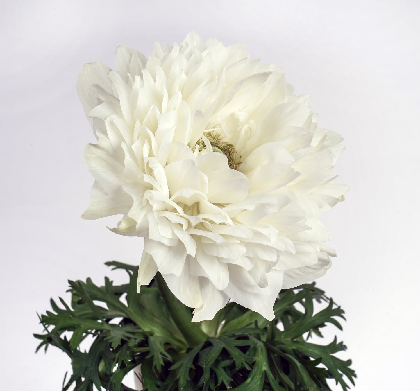 Italian Anemone 'Levante Bianco' - 25 SEEDS