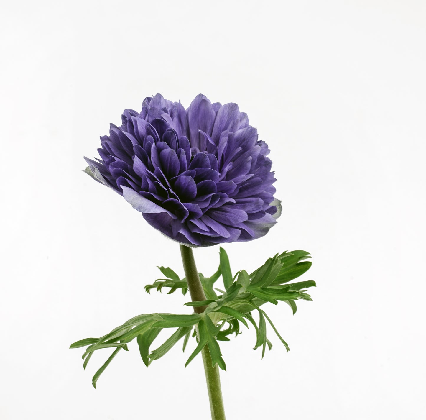 Italian Anemone 'Levante Blu' - 25 SEEDS