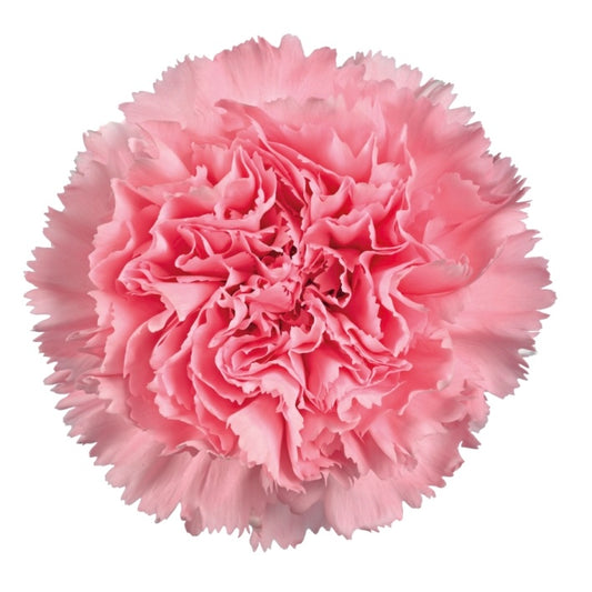 Carnation Standard 'Ambrose'