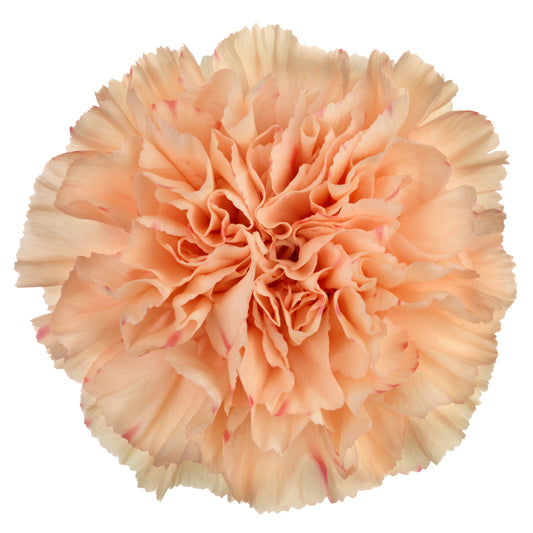 Carnation Standard 'Peach Wonder'