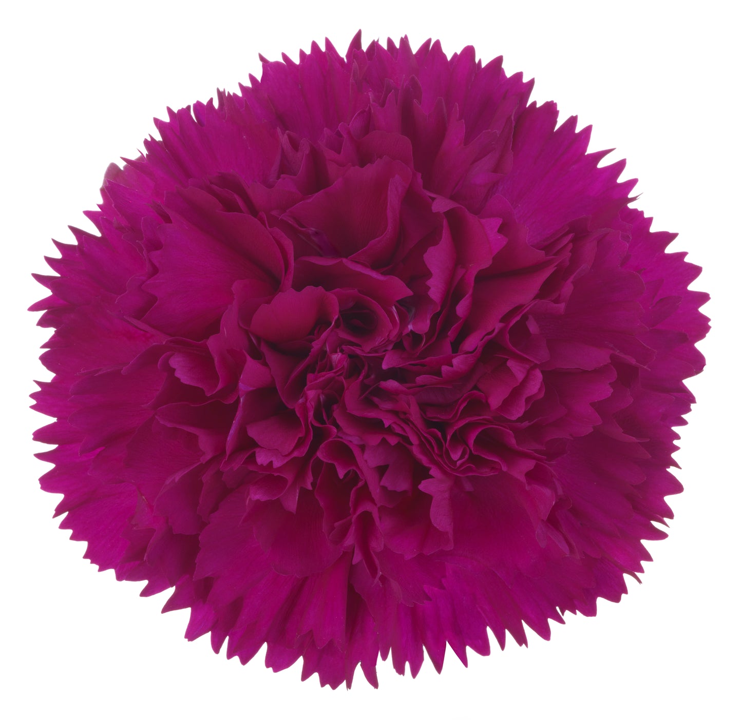 Carnation Standard 'Salvador'