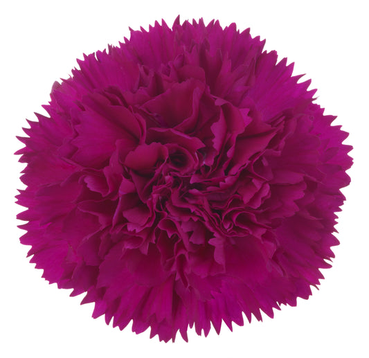 Carnation Standard 'Salvador'