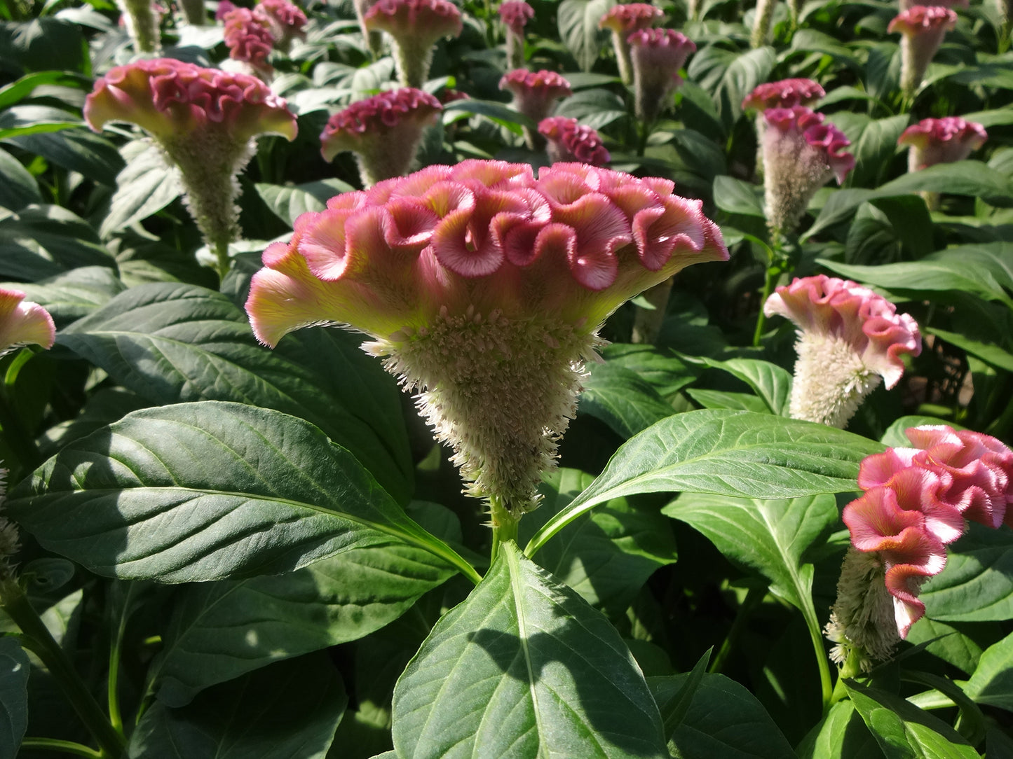 Celosia 'Asuka Select Pink' - SEEDLING