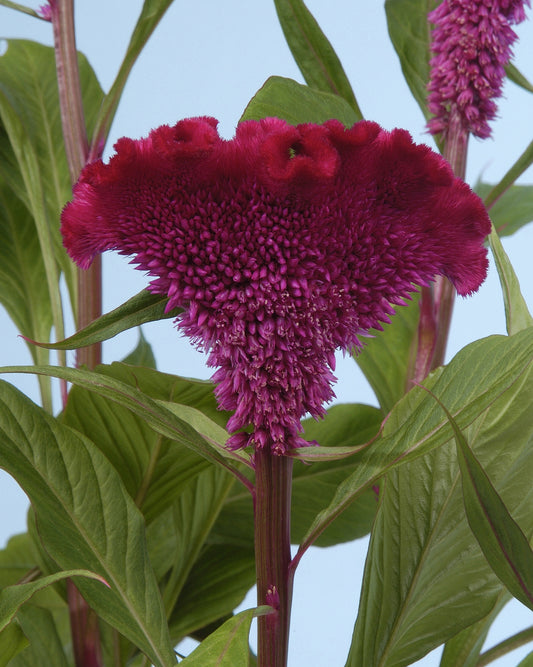 Celosia 'Bombay Cherry' - SEEDLING