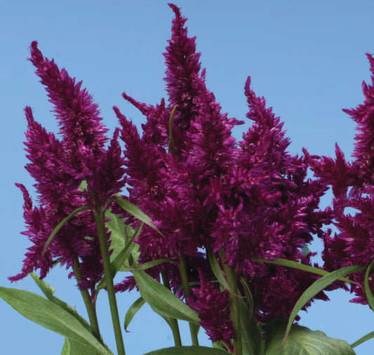 Celosia 'Celway Purple' - 25 SEEDS