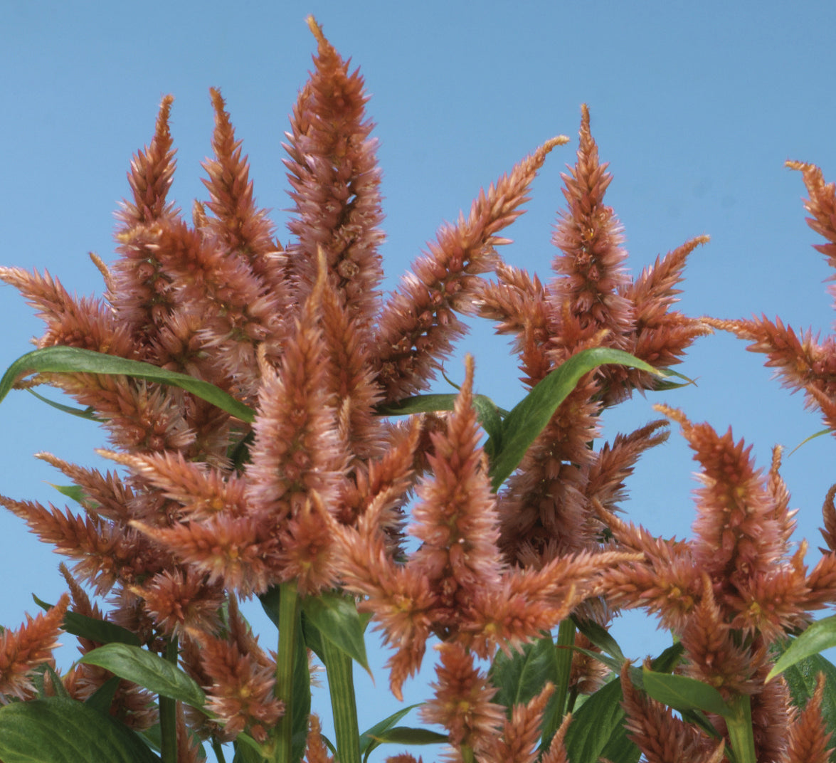 Celosia 'Celway Terracotta' - SEEDLING