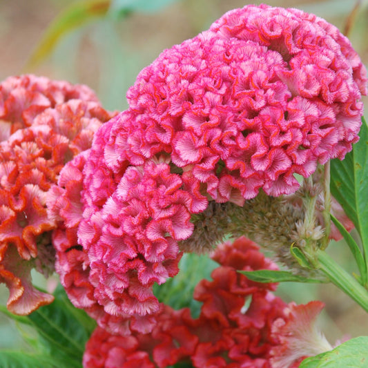 Celosia 'Chief Rose' - 50 SEEDS