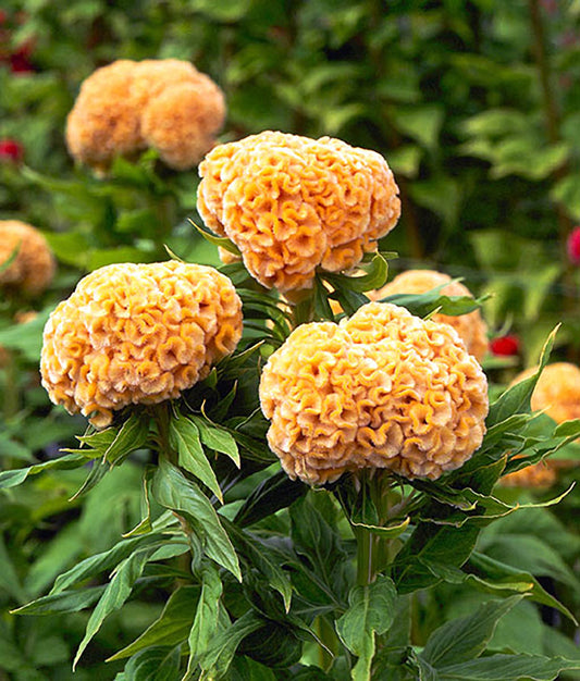 Celosia 'Kurume Gold' - SEEDLING